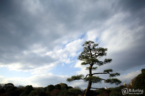 天気は微妙に曇り。松のシルエットがかっこいい(EOS 5D+TS-E 24mm)
