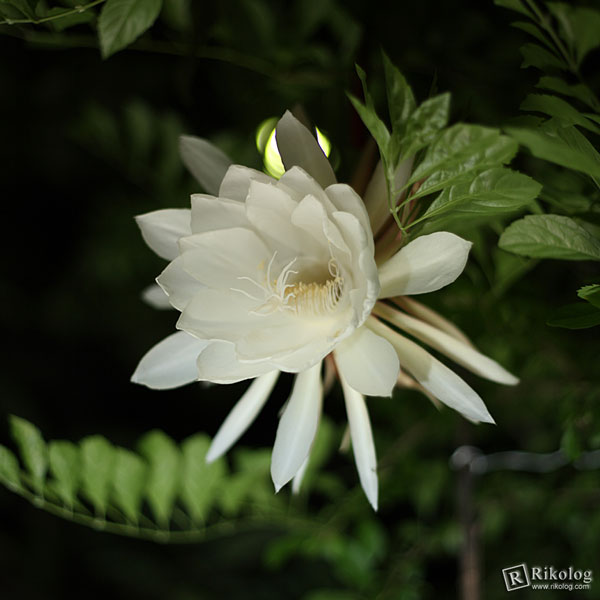 見て良し、香り良しの月下美人はサボテンの仲間。(EOS 5D + EF50mm)