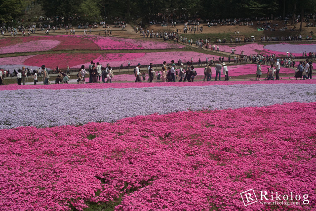 秩父の芝桜。(SIGMA DP2)