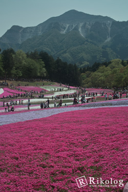 秩父の芝桜。(SIGMA DP2)