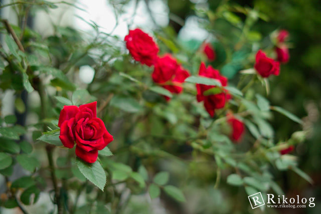 バラと言えば赤。赤いバラとDP2の組み合わせは強烈。（SIGMA DP2）